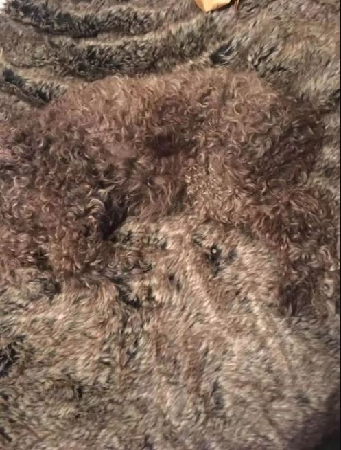 A dog curled up, matching the texture of the rug or blanket it's on.