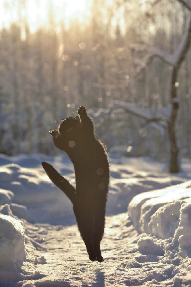 A vertical shot of a cat caught jumping against a contrasting background.