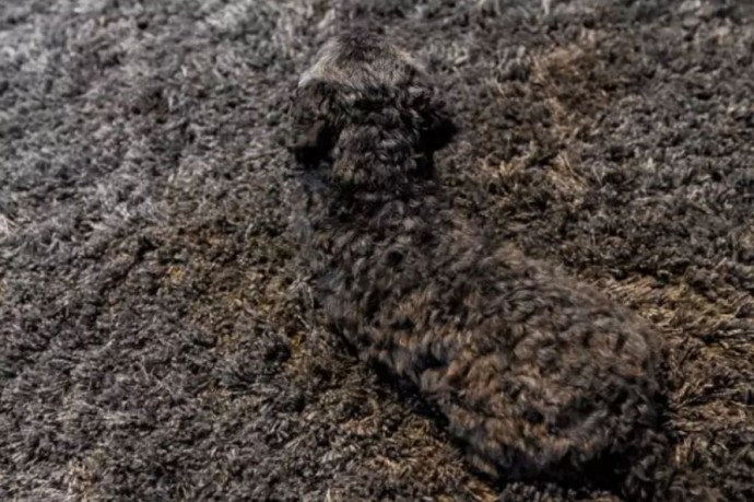 A dog positioned against a backdrop of similar tones, making it hard to spot.