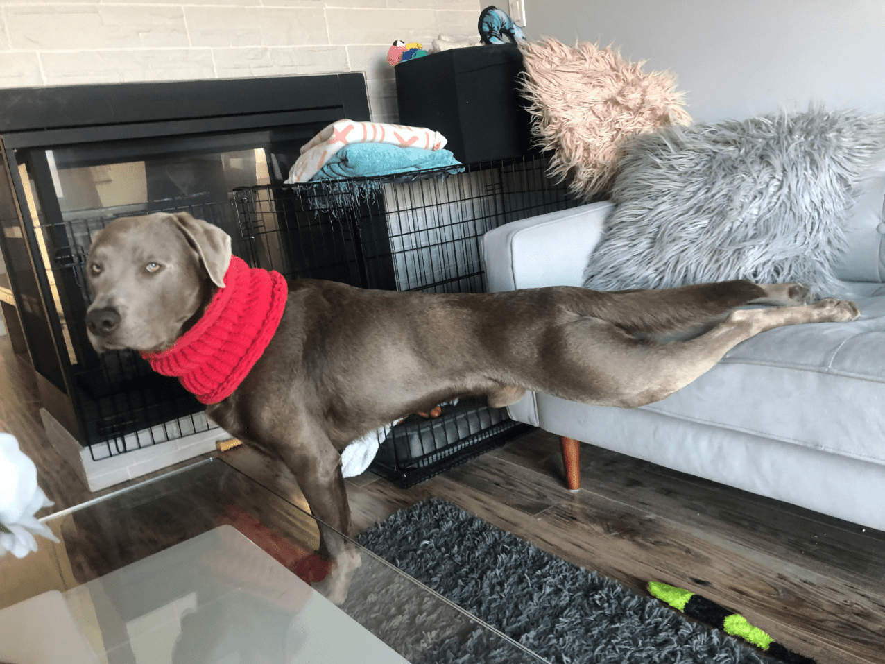 25 Quirky Dog Sitting Positions, And They’re All Incredibly Hilarious