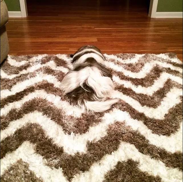 A dog almost completely disappearing against a mottled surface.
