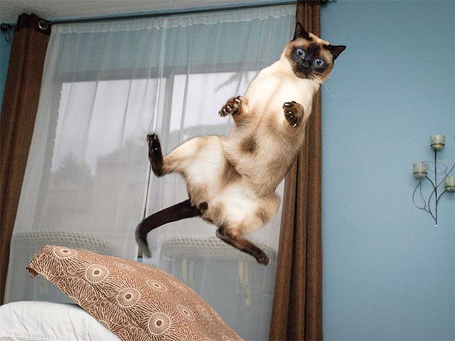 A feline taking a vertical leap, captured just before landing.