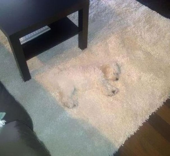 This dog's fur color is an excellent match for the piece of furniture it's resting on.