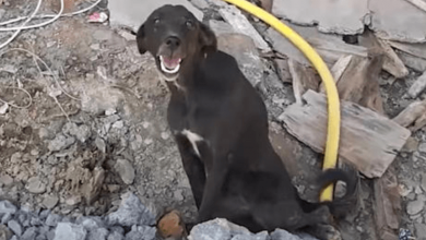 Photo of Stray With A Fantastic Smile Could Not Stand No Matter How Hard She Tried