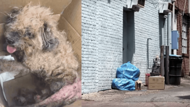 Photo of Dead Dog Found Inside A Box By Back Door, Then His Chest Starts Rising Up