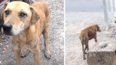 Photo of Street Dog Wouldn’t Leave Without Her Friend Leads Rescuers To Her