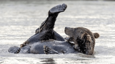 Photo of Photos Capture Playful Brown Bear Enjoying A Bath In A Lake