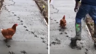 Photo of Wet Cement Is Destroyed By A Rogue Chicken