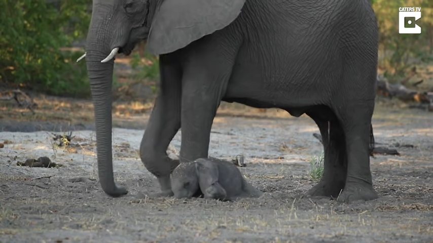 Baby Elephant Can’t Find Its Feet – Seconds After Birth | Tipsto
