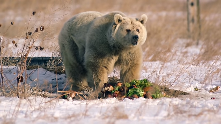 Rescued Bears Shocking Transformation PETA Animal Rescues 0 55 screenshot