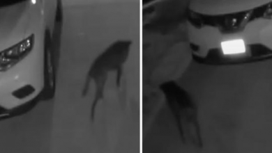 Photo of Woman Only Sees Stray Dog On Security Cam At Night, Had To Meet Him