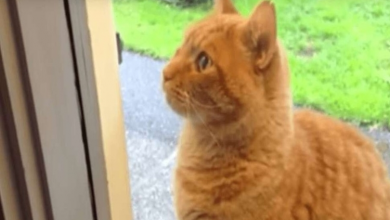 Photo of Cat Likes To Make A Grand Entrance Using The Doorbell Every Time He Comes Home