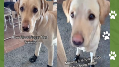 Photo of Service Dog Boops His Mom To Let Her Know Her Blood Sugar Is Low