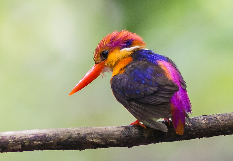 Top 10 Rarest Birds In The World Tipsto