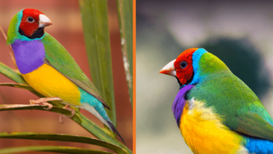 Photo of Meet The Rainbow Finch – The Brillianty Multicoloured Bird (+8 Pics)