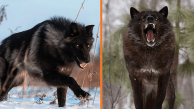 Photo of Photographer Captures A Rare Close Encounter With A Minnesota Black Wolf (+10 Pics)