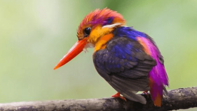 Photo of Top 10 Rarest Birds In The World