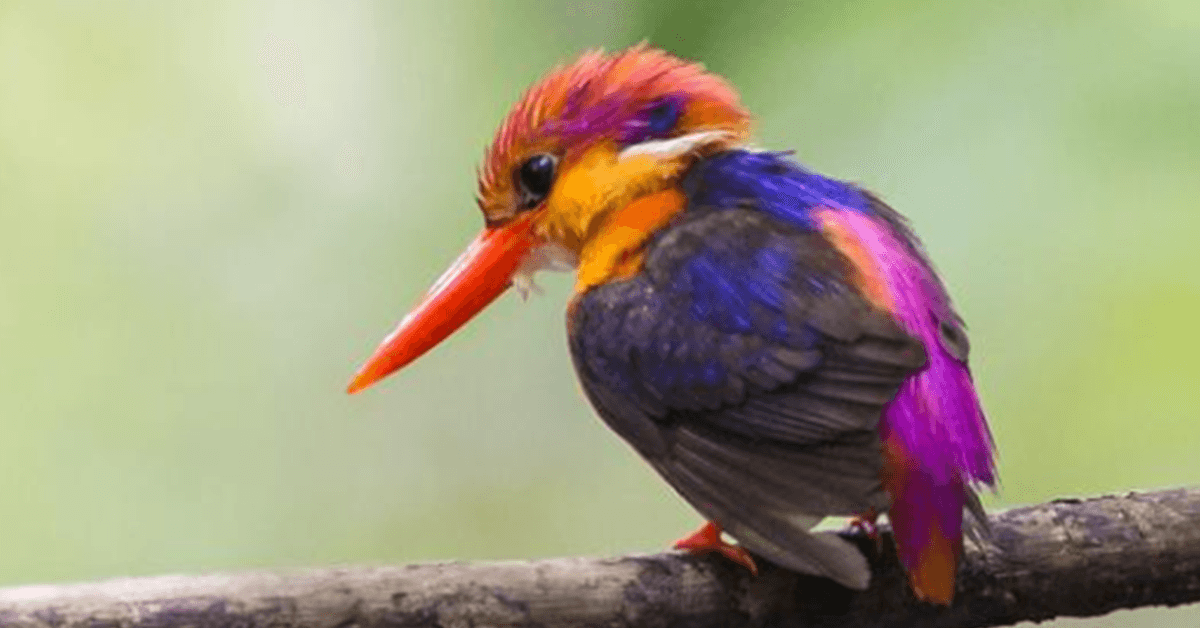 Top 10 Rarest Birds In The World Tipsto