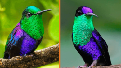 Photo of Meet The Crowned Woodnymph – The Purply-Green Sequined Hummingbird (+9 Pics)