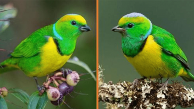 Photo of Meet The Golden-Browed Chlorophonia – The Beautifully Bright Green Bird (+10 Pics)