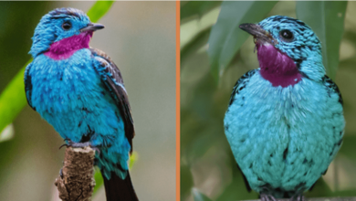 Photo of Meet The Cotinga – The Breathtaking Electric Blue Bird (+6 Pics)