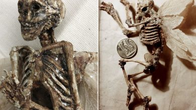 Photo of Mystery of winged tiny â€˜HuÐ¼an Skeletonsâ€™ found in â€˜BaseÐ¼ent of old London houseâ€™