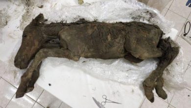 Photo of Liquid Blood Extracted From 42,000-Year-Old Foal Found Frozen in Siberia