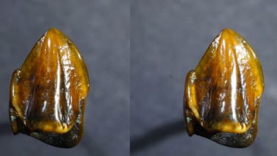 Photo of Fossilized teeth dating back 9.7 million years could â€˜rewriteâ€™ human history
