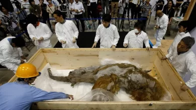 Photo of 39000 year old frozen woolly mamoth discovered in Siberia, presented in Tokyo Exhibition